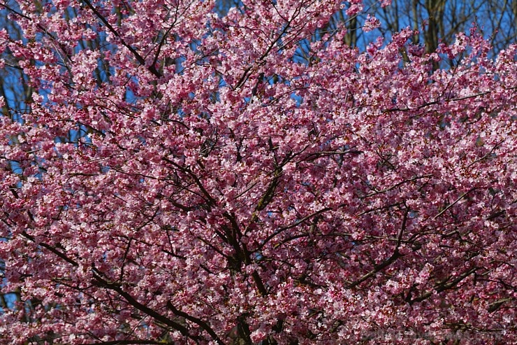 Rīdzinieki priecājas par pavasari un sakuras ķiršu krāšņajiem ziediem 281007