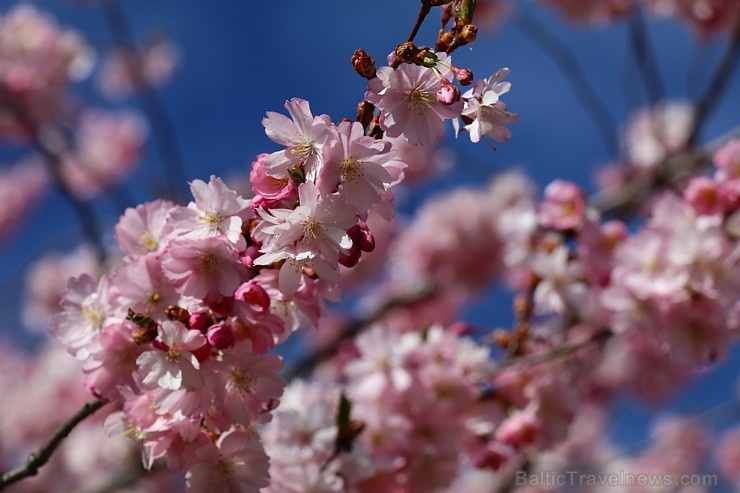 Rīdzinieki priecājas par pavasari un sakuras ķiršu krāšņajiem ziediem 281008