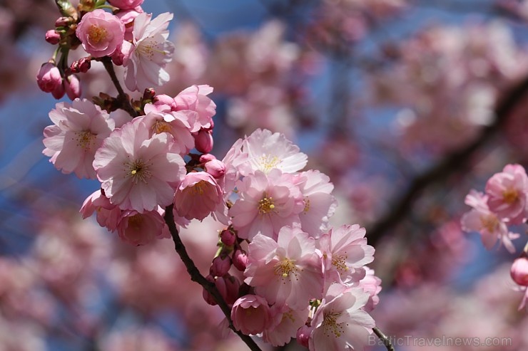 Rīdzinieki priecājas par pavasari un sakuras ķiršu krāšņajiem ziediem 281022
