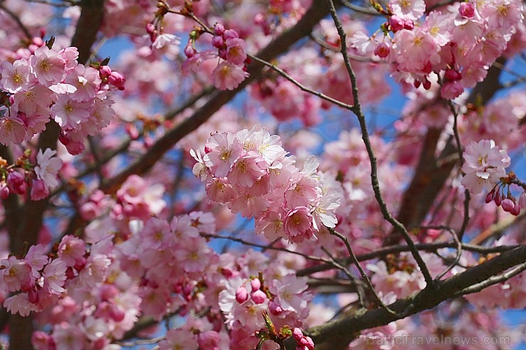 Rīdzinieki priecājas par pavasari un sakuras ķiršu krāšņajiem ziediem 281024