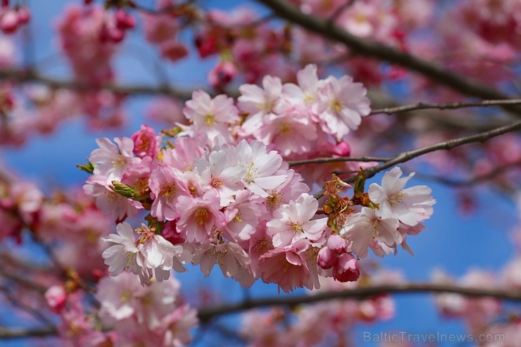 Rīdzinieki priecājas par pavasari un sakuras ķiršu krāšņajiem ziediem 281026