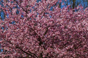 Rīdzinieki priecājas par pavasari un sakuras ķiršu krāšņajiem ziediem 6