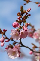 Rīdzinieki priecājas par pavasari un sakuras ķiršu krāšņajiem ziediem 10