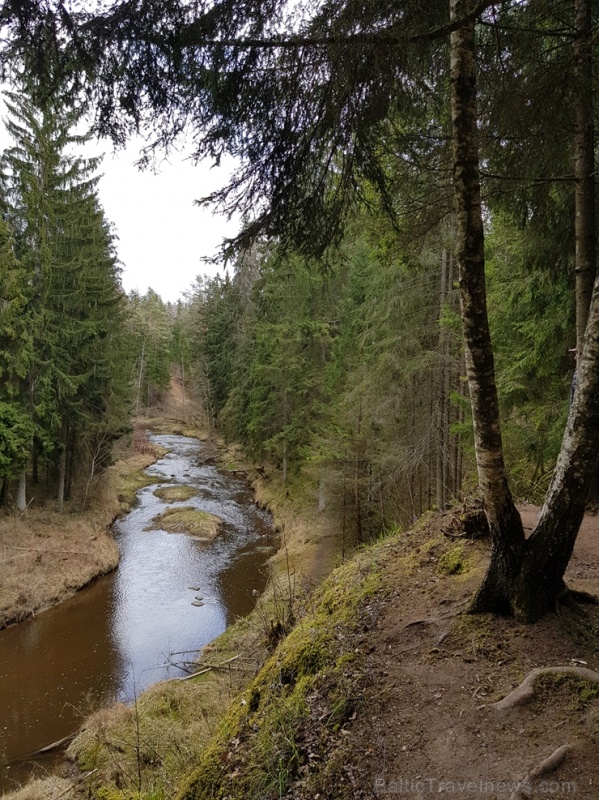 Viesatas upesloku dabas taka Tukuma pusē ir ārkārtīgi skaista un patiks garāku pastaigu cienītājiem Viesatas upesloku dabas taka Tukuma pusē ir ārkārtīgi skaista un patiks garāku pastaigu cienītājiem 281464