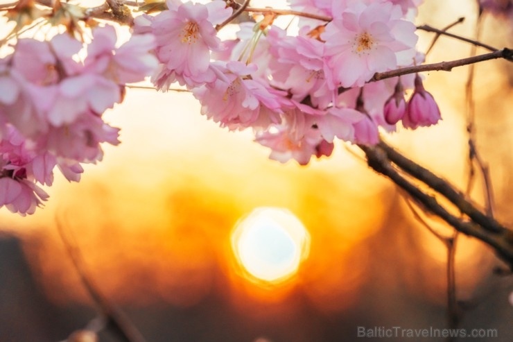 Balvos visā krāšņumā zied skaistie Sakuras koki 282057