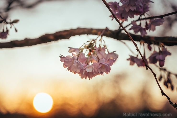 Balvos visā krāšņumā zied skaistie Sakuras koki 282058