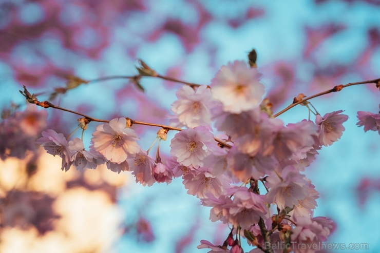 Balvos visā krāšņumā zied skaistie Sakuras koki 282059