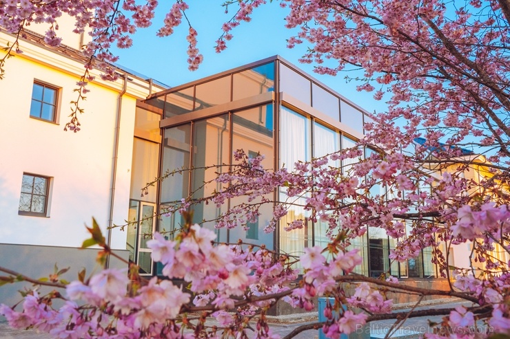 Balvos visā krāšņumā zied skaistie Sakuras koki 282061