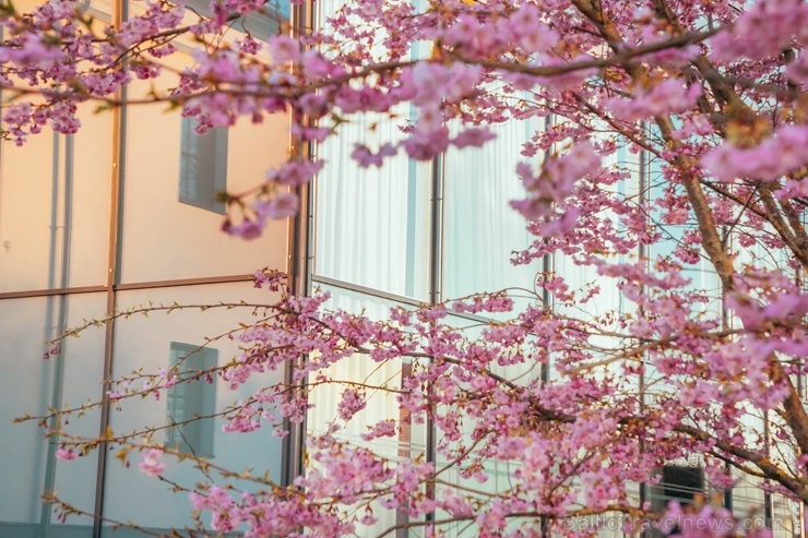 Balvos visā krāšņumā zied skaistie Sakuras koki 282062