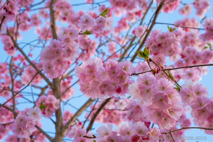 Balvos visā krāšņumā zied skaistie Sakuras koki 282064