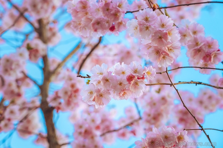 Balvos visā krāšņumā zied skaistie Sakuras koki 282065