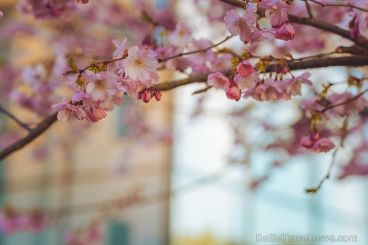 Balvos visā krāšņumā zied skaistie Sakuras koki 282066