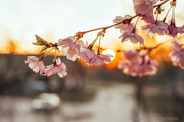 Balvos visā krāšņumā zied skaistie Sakuras koki 282067