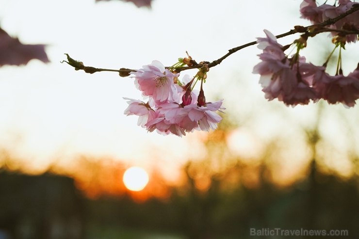 Balvos visā krāšņumā zied skaistie Sakuras koki 282068
