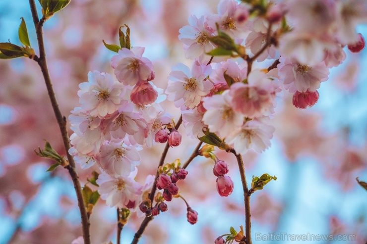 Balvos visā krāšņumā zied skaistie Sakuras koki 282069