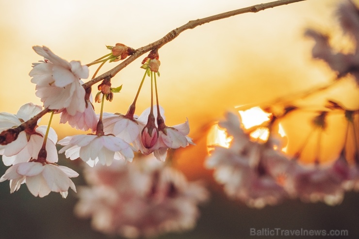 Balvos visā krāšņumā zied skaistie Sakuras koki 282070