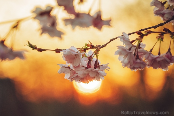Balvos visā krāšņumā zied skaistie Sakuras koki 282071