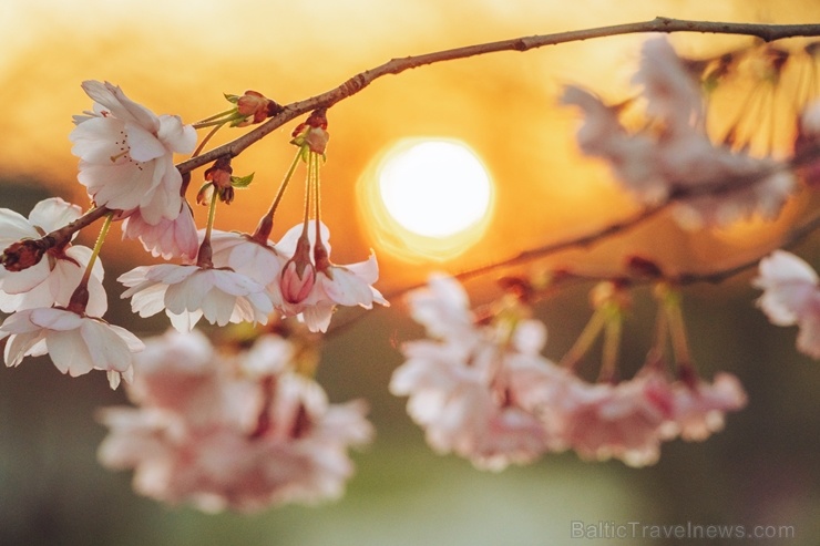 Balvos visā krāšņumā zied skaistie Sakuras koki 282072