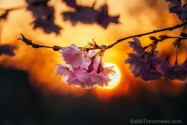 Balvos visā krāšņumā zied skaistie Sakuras koki 282073