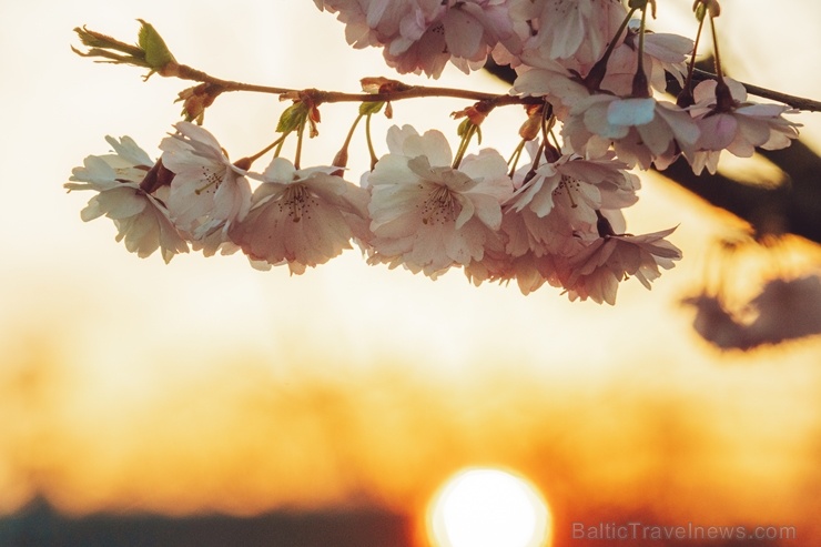 Balvos visā krāšņumā zied skaistie Sakuras koki 282075