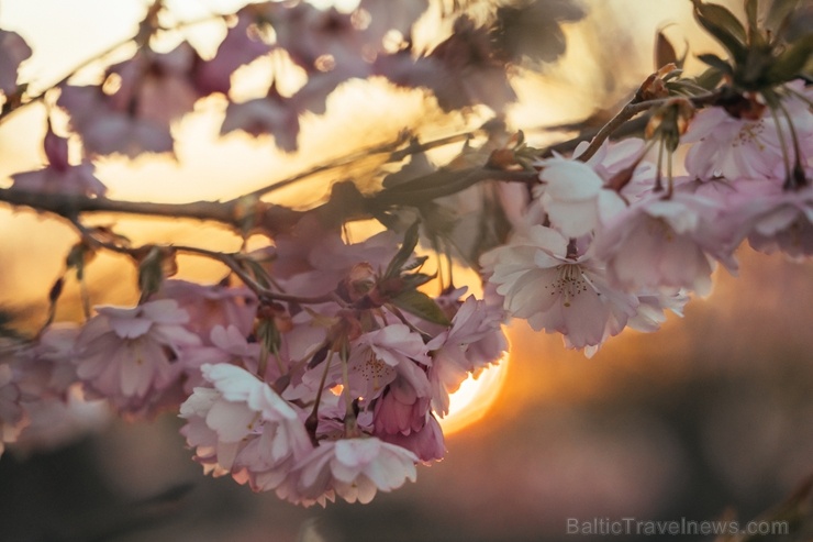 Balvos visā krāšņumā zied skaistie Sakuras koki 282078