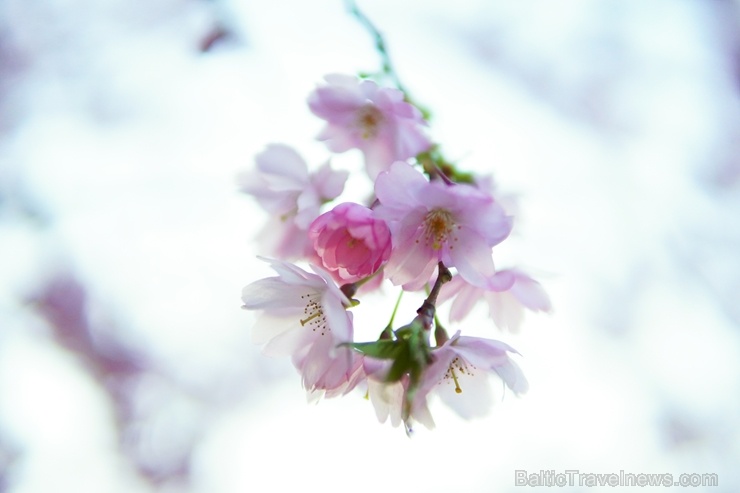 Balvos visā krāšņumā zied skaistie Sakuras koki 282081