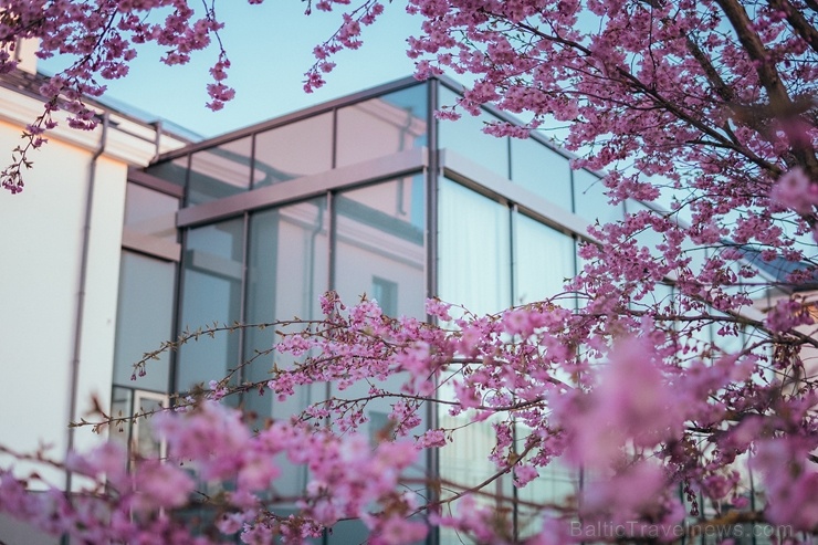 Balvos visā krāšņumā zied skaistie Sakuras koki 282082