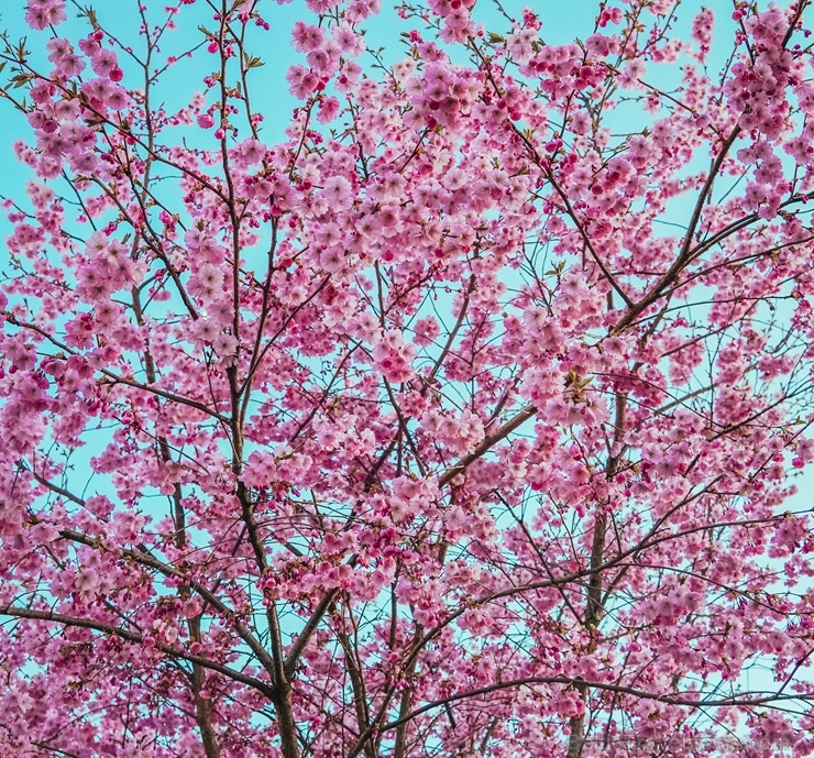 Balvos visā krāšņumā zied skaistie Sakuras koki 282084