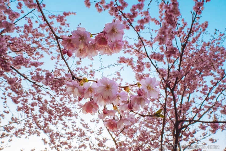 Balvos visā krāšņumā zied skaistie Sakuras koki 282085