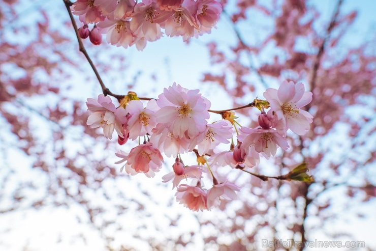 Balvos visā krāšņumā zied skaistie Sakuras koki 282086