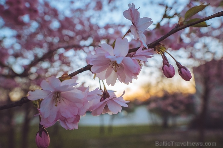 Balvos visā krāšņumā zied skaistie Sakuras koki 282088