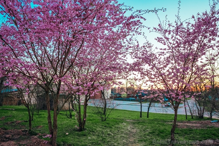 Balvos visā krāšņumā zied skaistie Sakuras koki 282089