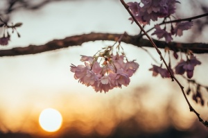 Balvos visā krāšņumā zied skaistie Sakuras koki 2