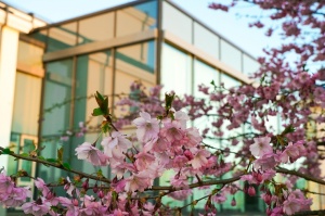 Balvos visā krāšņumā zied skaistie Sakuras koki 4