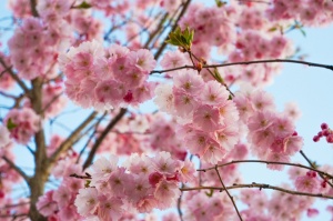 Balvos visā krāšņumā zied skaistie Sakuras koki 7