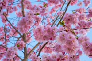 Balvos visā krāšņumā zied skaistie Sakuras koki 8