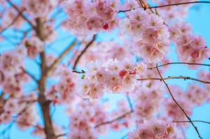 Balvos visā krāšņumā zied skaistie Sakuras koki 9