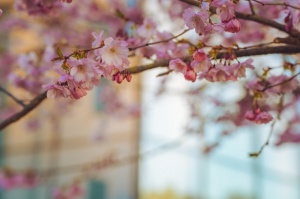 Balvos visā krāšņumā zied skaistie Sakuras koki 10