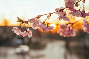 Balvos visā krāšņumā zied skaistie Sakuras koki 11