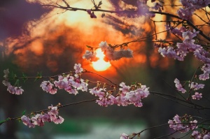 Balvos visā krāšņumā zied skaistie Sakuras koki 19