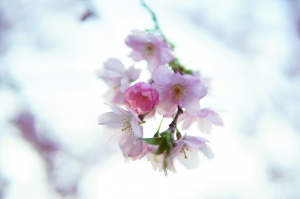 Balvos visā krāšņumā zied skaistie Sakuras koki 23