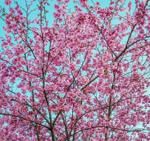 Balvos visā krāšņumā zied skaistie Sakuras koki 25