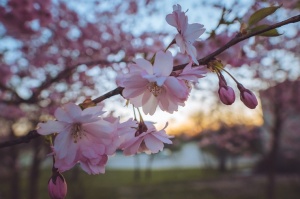 Balvos visā krāšņumā zied skaistie Sakuras koki 28