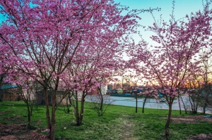 Balvos visā krāšņumā zied skaistie Sakuras koki 29