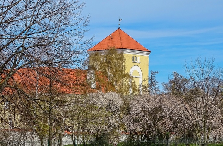 Ventspils Livonijas ordeņa pils ieskauta pavasara ziedos 282323