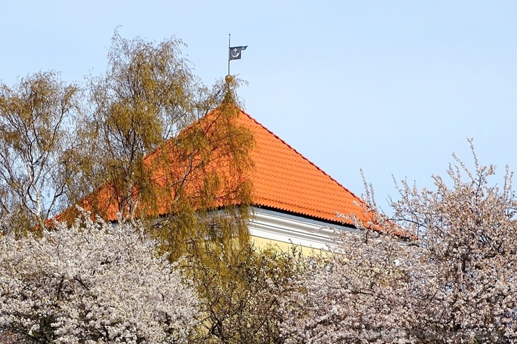 Ventspils Livonijas ordeņa pils ieskauta pavasara ziedos 282324