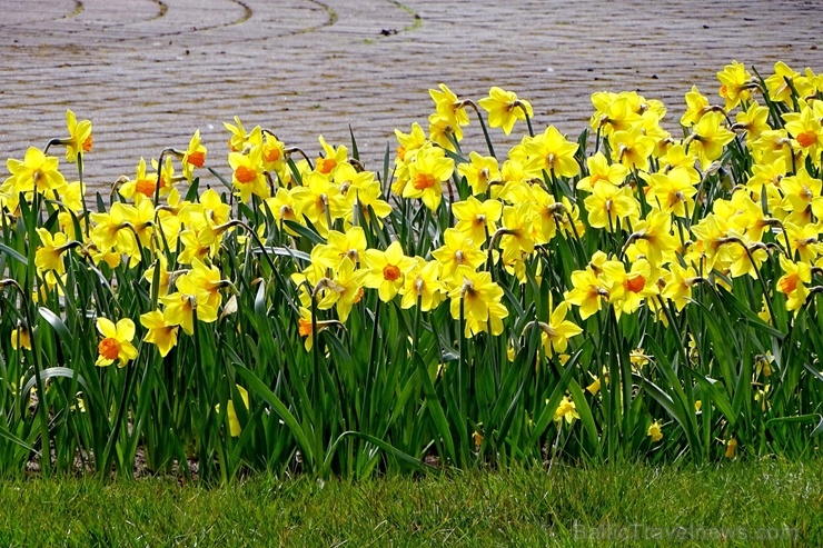 Ventspils Livonijas ordeņa pils ieskauta pavasara ziedos 282328