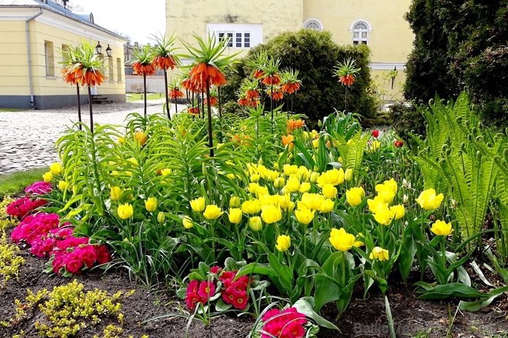 Ventspils Livonijas ordeņa pils ieskauta pavasara ziedos 282336