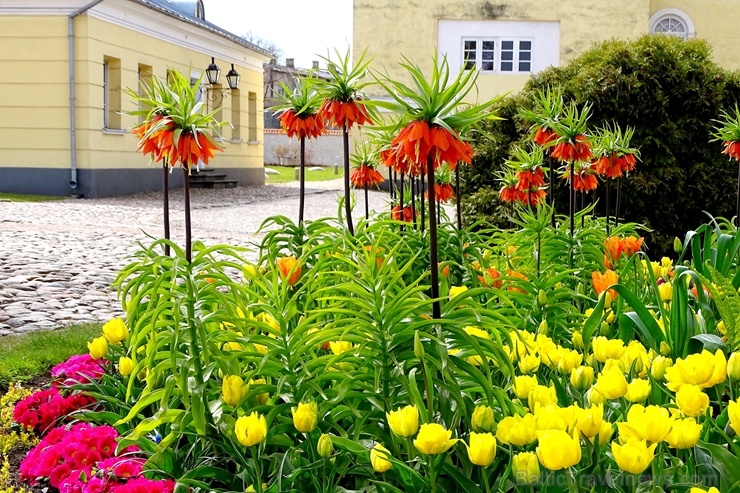 Ventspils Livonijas ordeņa pils ieskauta pavasara ziedos 282337