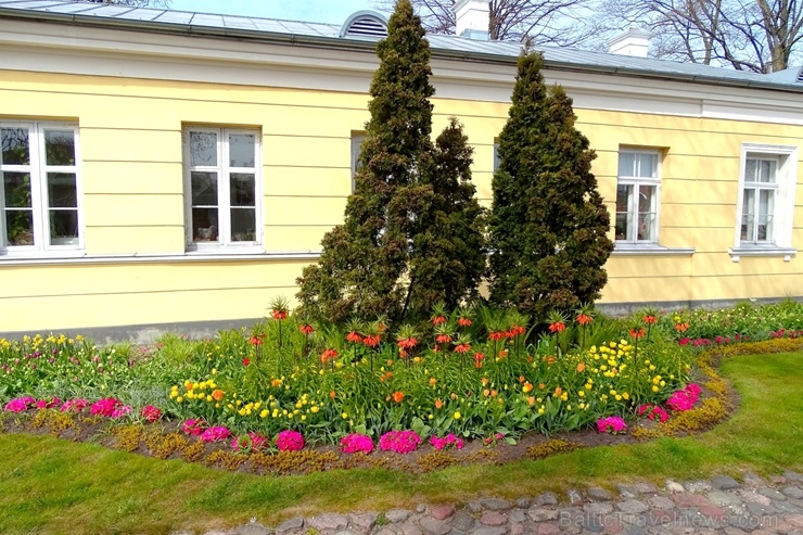 Ventspils Livonijas ordeņa pils ieskauta pavasara ziedos 282338